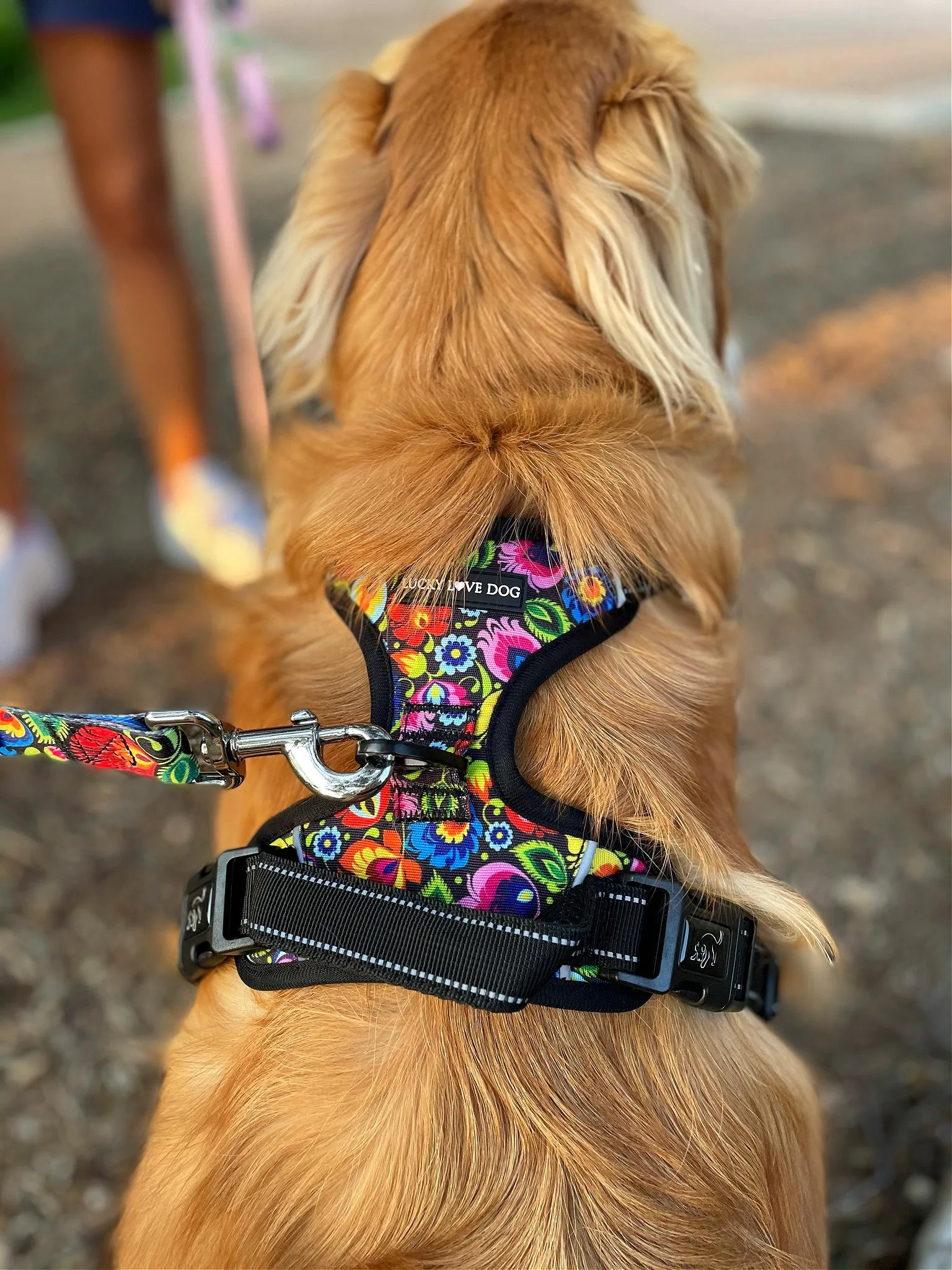 Easy Walker Blackbird Harness