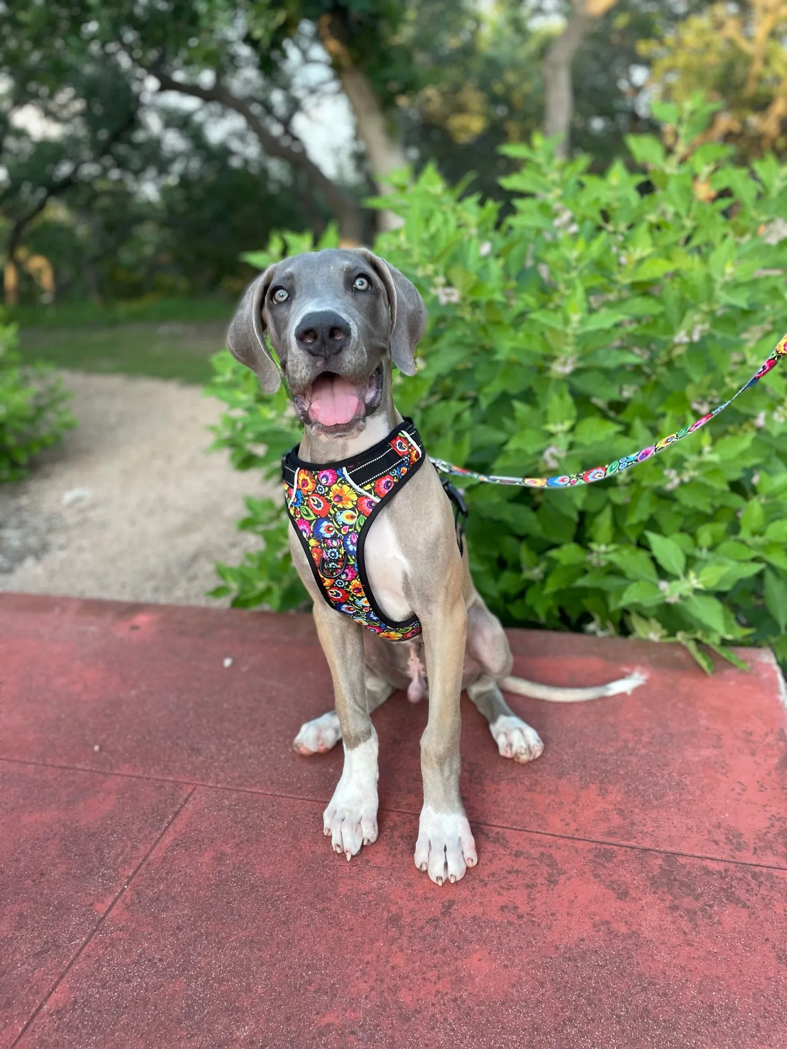 Easy Walker Blackbird Harness