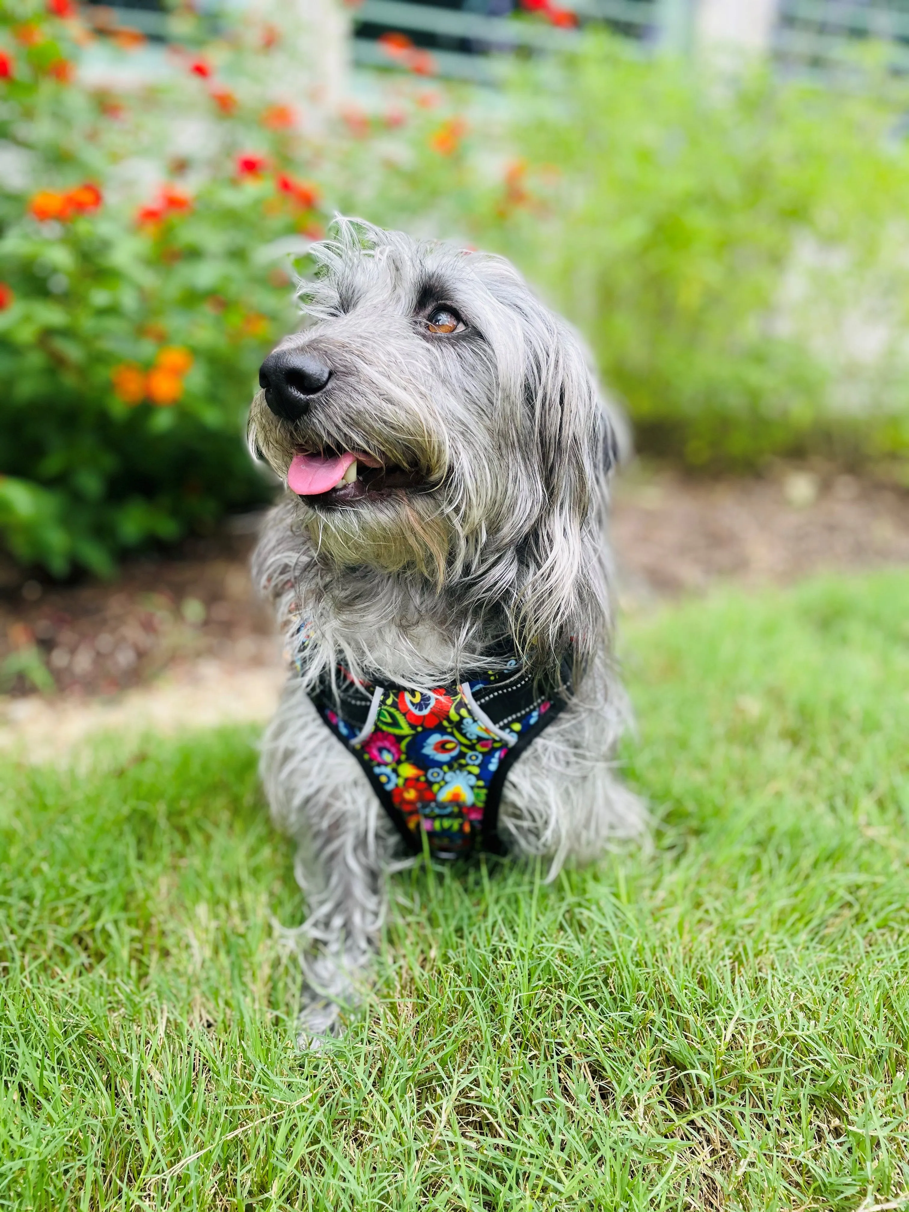Easy Walker Blackbird Harness
